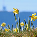 Osterglocken vor dem Chasseral (Fernsehturm am Horizont).