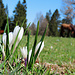 Krokusse unter Pferden.