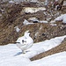 Ein Schneehuhn lief mir über den Weg.