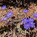 Leberblümchen im Wald.
