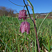 Perlhuhn-Schachblume: schönes Zweiergrüppchen