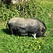 Gut genährtes Wollschwein in der Heuwiese