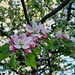 Unser wunderschön blühender Apfelbaum 