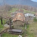 Tedoldo