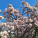 Die Magnolienblüte hält dieses Jahr relativ lang an, da es trotz der kühlen Nächte zuletzt keine Nachtfröste gab.