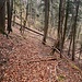 etwas, das nach einer breiten Wegspur aussieht, sich dann aber in nichts auflöst.