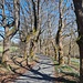 Wieder eine Allee 