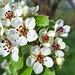 Kirschblüten