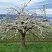 Kirschbaum am Blütenweg in Ludwigshafen