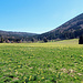 Ein Feld voller Osterglocken....