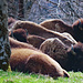 Entdecken der Bisons auf der Bison Ranch.