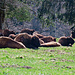 Besuch der Bisons.