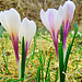Krokusse am Wegesrand.