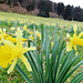 Viele, viele Osterglocken :-)