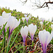 Krokusse am Wegesrand.