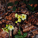 Schlüsselblumen