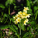 Schlüsselblumen