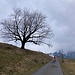 düstere Verhältnisse - mit ausdrucksstarkem Baum ...