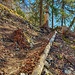 schmal Wägli und die "hölzerne Tanne"