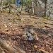 Steinmännchen auf der Blut-Route