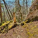 schmal Wägli und die "hölzerne Tanne"