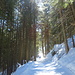Lungo la strada forestale che sale da Camperio.