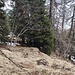 lungo i boschi, in discesa diretta (ahimè senza neve) verso il parcheggio