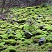 grün