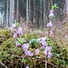 es leuchtet im Wald<br />