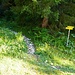 Einstieg Pfad/Steig zum Hohen Sattel<br />Archivbild vom 4.September 2019