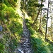 Pfad/Steig zum hohen Sattel durch den Sattelwald<br />Archivbild vom 4.September 2019