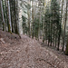 Hier bin ich schon im Gewann Sattelwald. Dort links/ostwärts abgebogen und herab (Bild), denn so gelange ich gut an die vorhin bereits von unten passierten ...