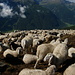 Des moutons valdôtains