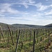 ... Weinberge.