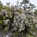 Erica arborea