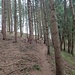 Einziger nennenswerter Anstieg im Wald am Kösslbach wegen einer Engstelle am Bachufer.