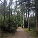 Der Sebastianweg im Wald vor Freundorf mit viel Tannenbäumen und einem guten Nachwuchs an Tannen.