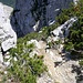 Bei den Latschenkiefern in Bildmitte ist der Einstieg zur Rinne/Verschneidung<br />Man beachte die feinbröselige Auflage auf dem Pfad<br />