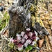 noch mehr Pestwurz