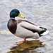 <b>Germano reale maschio (Anas platyrhynchos).</b>