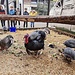 <b>Maschio di tacchino (Meleagris gallopavo) e galline faraona (Faraona mitrata).</b>