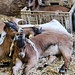 <b>Capre tibetane.</b>