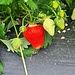 <b>Fragaria chiloensis.</b>