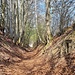Hohlweg mit vielen alten Felsenkellern, es geht hinab nach Gundlitz 