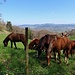 Au-deeus de Kehrsatz avec, au fond, le Bantiger et la région de l'Emmental