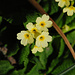 Schlüsselblume