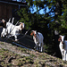 An der Lenggrieser Hütte