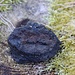 Holzkohlenteer, Fundstück