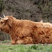 Fluffy cow als Sonnenanbeter