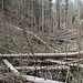 Totholz<br />Wenn ich in 30 Jahren noch kriechen kann, schaue ich mir die versprochene Humusbildung noch mal genauer an...
